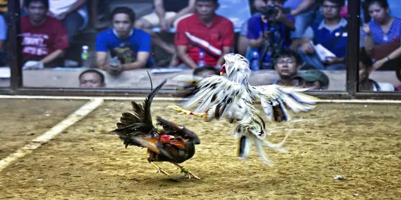 Tìm hiểu những điều chưa biết về đá gà cựa dao