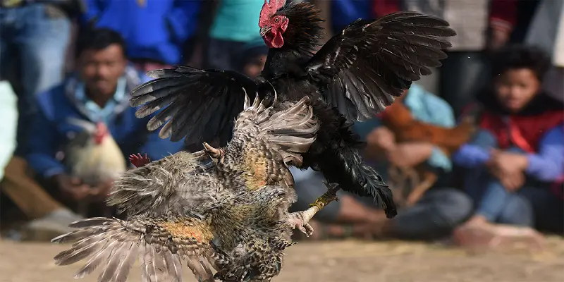 Đánh tập trung vào 1 trận đá gà cửa dao nhất định